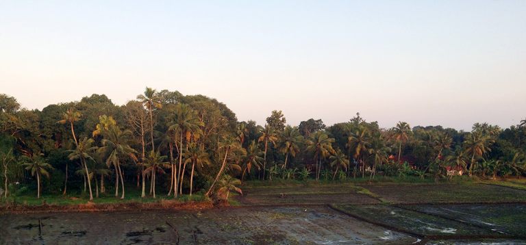 14_Resort hidden behind palms and rice fields
